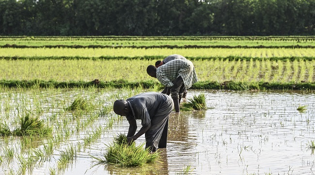 Farmers-plant-rice-in-a-rice-paddy-near-Niamey-in-Niger-on-August-16-2023.-2